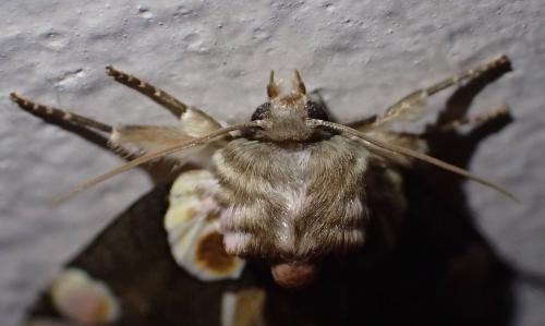 Réf. 234 824 : Thyatira batis